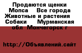 Продаются щенки Мопса. - Все города Животные и растения » Собаки   . Мурманская обл.,Мончегорск г.